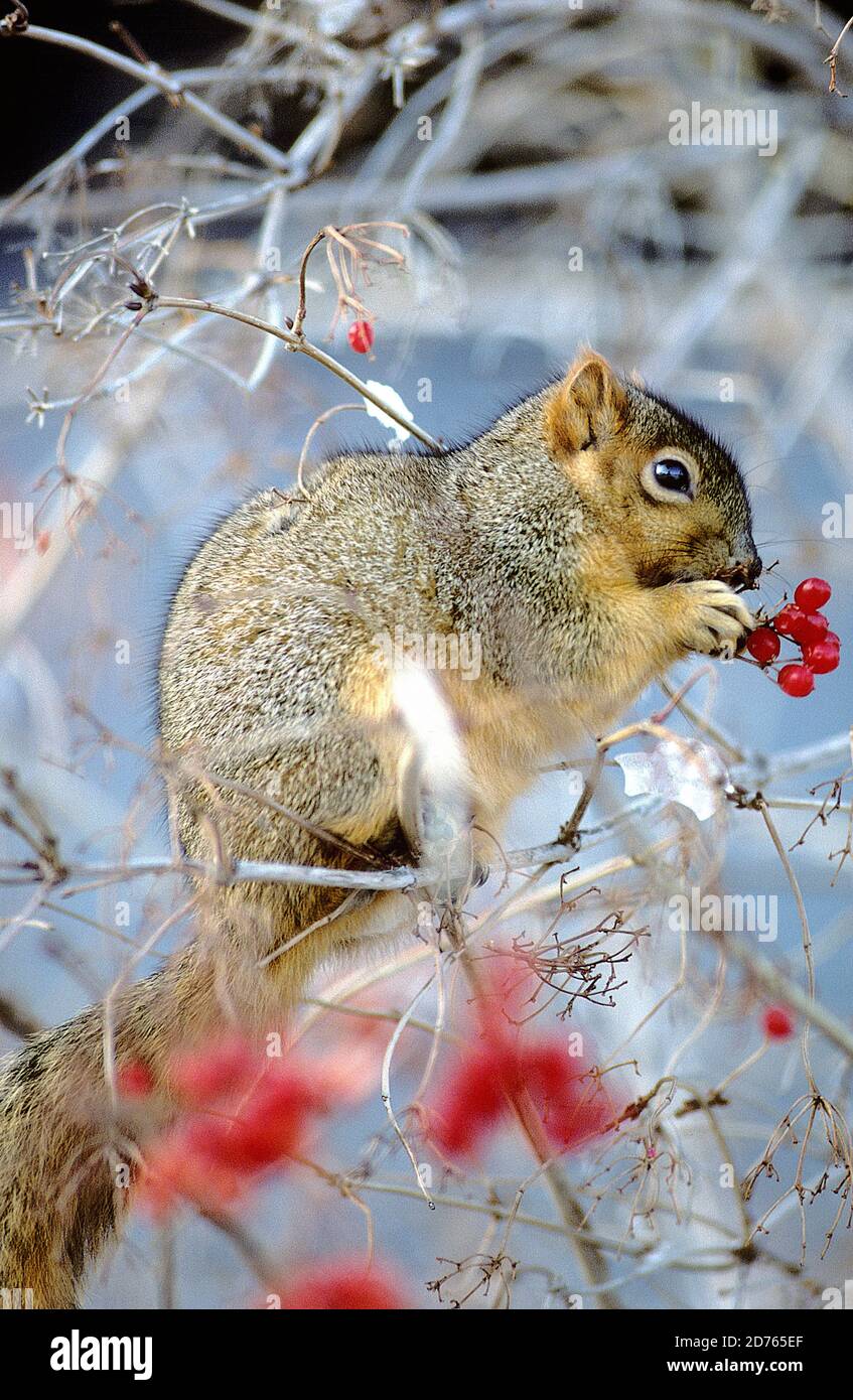 Fox squirrel eating viburnum berries hires stock photography and images Alamy