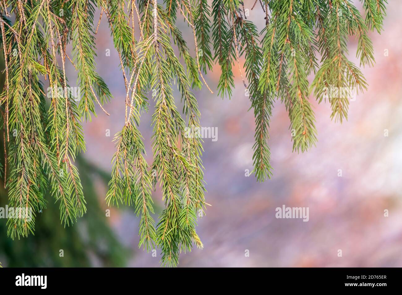 Green fir branches in winter at sunset. Branches of fir tree as ...