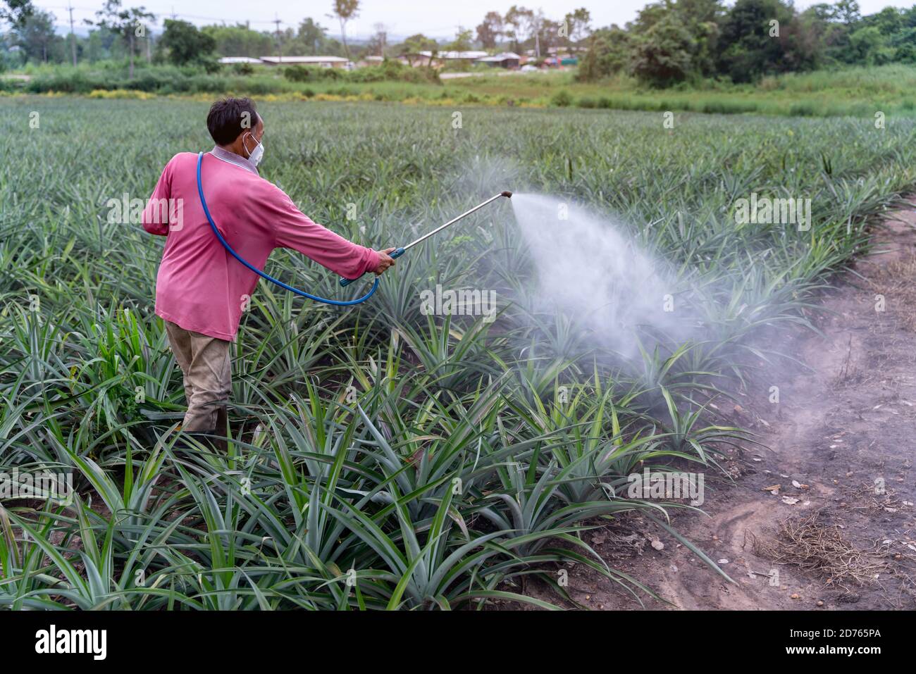 Asian Farmer sprays pineapple plant pollen fertilizer mix in pineapple  farm, Agricultural Industry Concept Stock Photo - Alamy