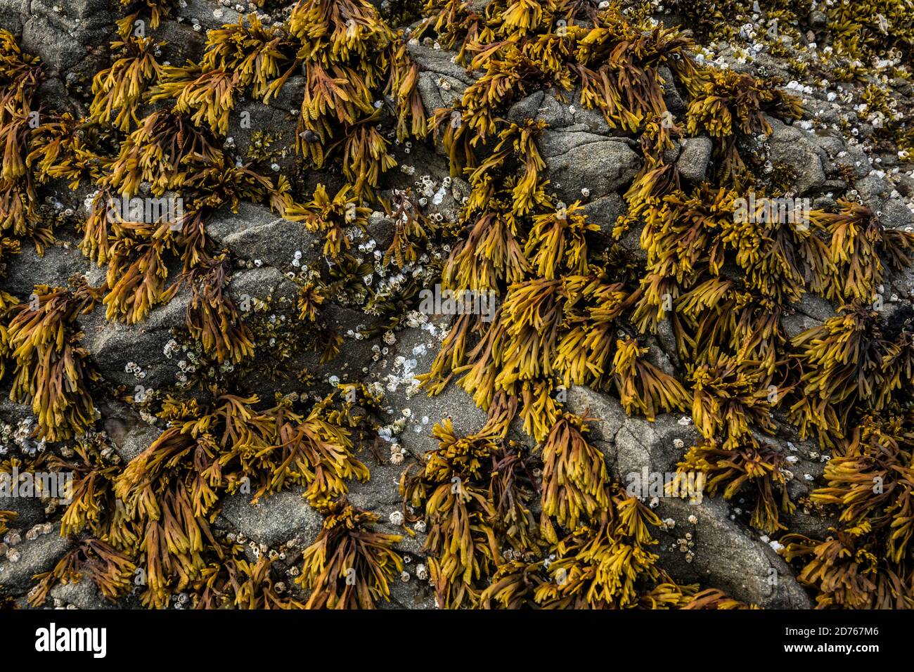 Seaweed on rocks at 2nd Beach, Olympic Coast National Marine Sanctuary / National Park, Washington, USA. Stock Photo
