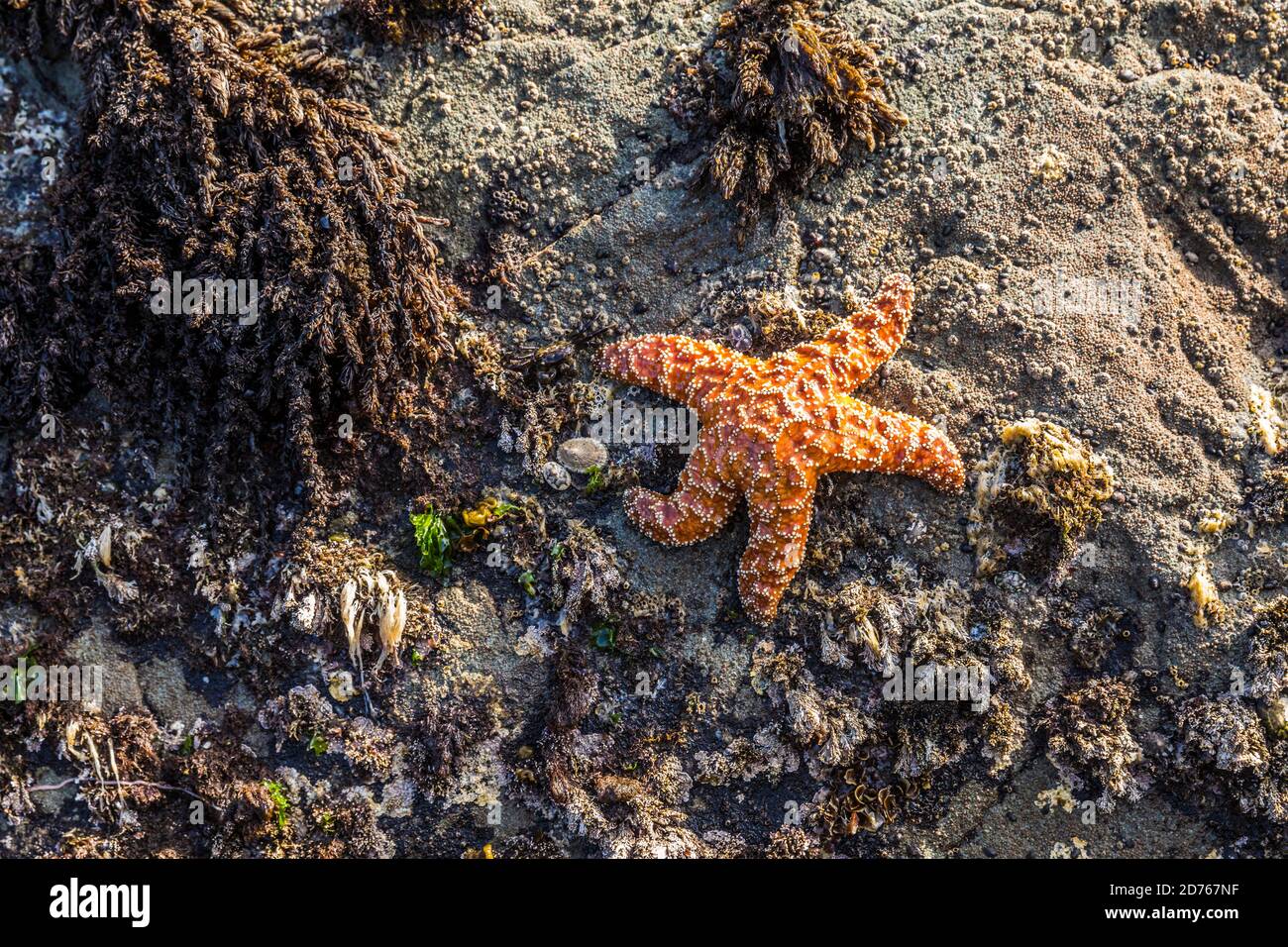 Starfish at 2nd Beach, Olympic Coast National Marine Sanctuary / National Park, Washington, USA. Stock Photo