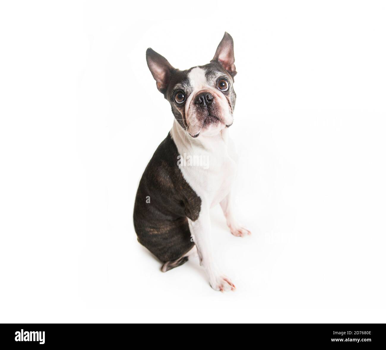 Beautiful boston terrier dog on white background Stock Photo - Alamy