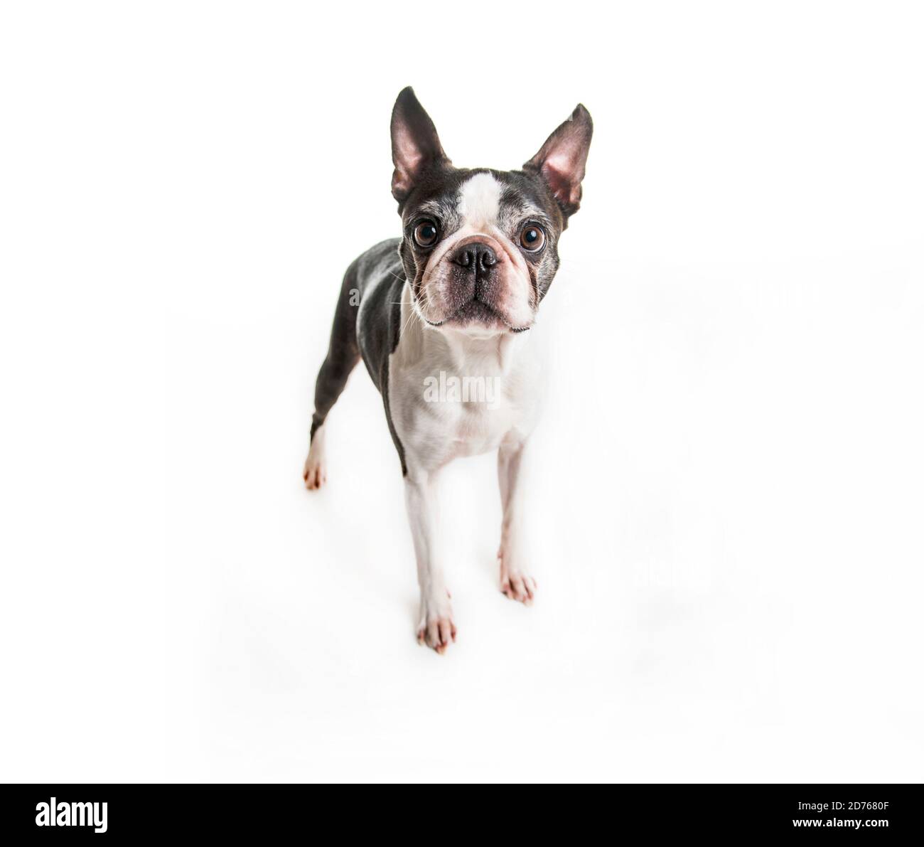 Beautiful boston terrier dog on white background Stock Photo - Alamy