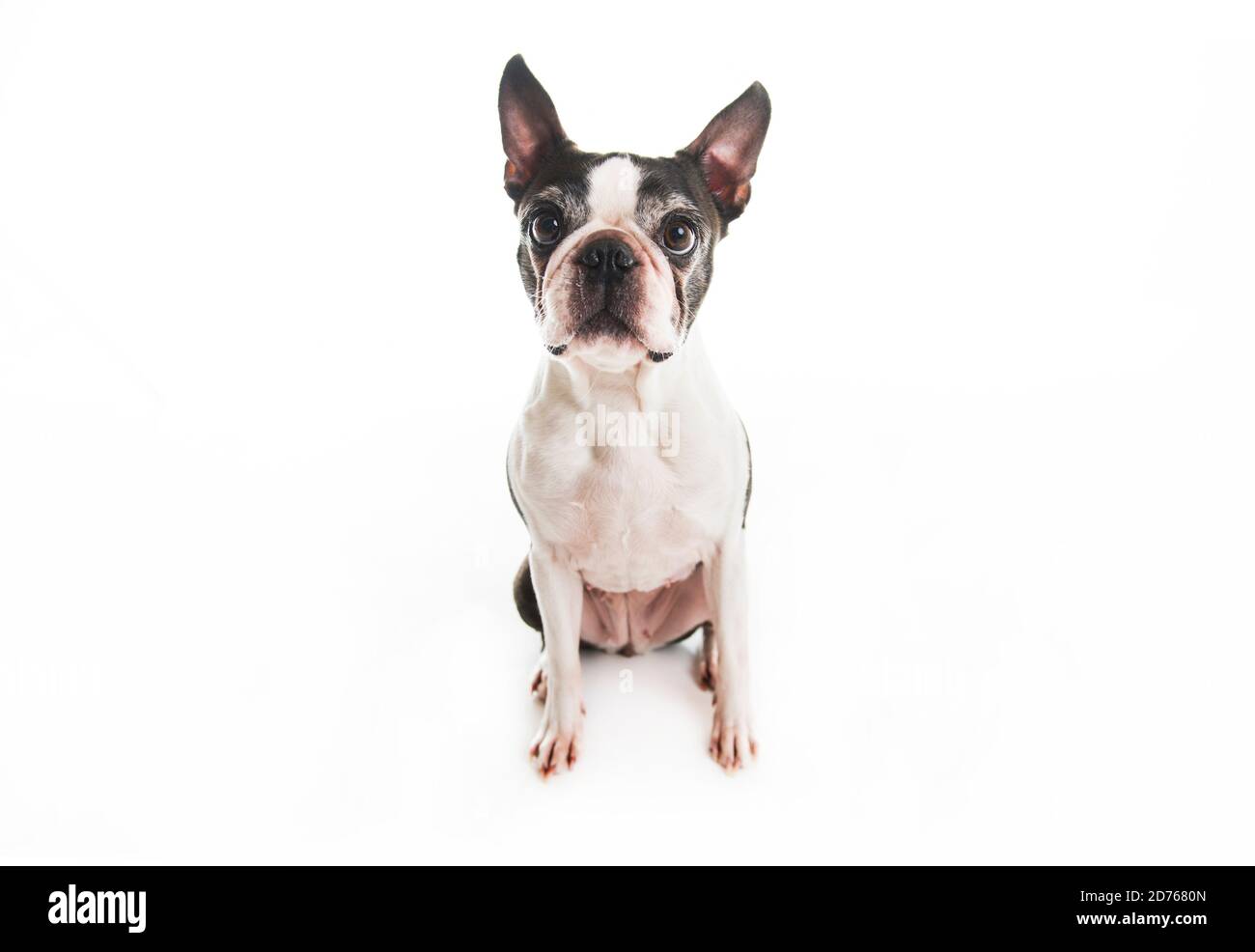 Beautiful boston terrier dog on white background Stock Photo - Alamy