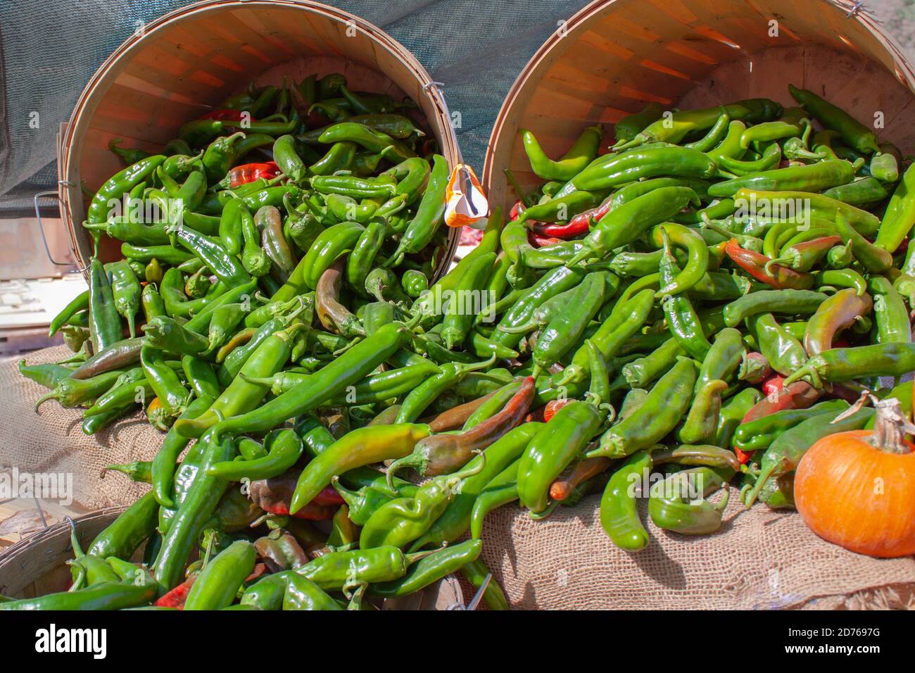 Hatch green chile harvest new mexico hires stock photography and