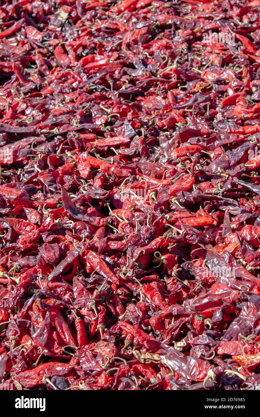 Hatch Valley red chiles drying in the sun during the New Mexico chile harvest Stock Photo