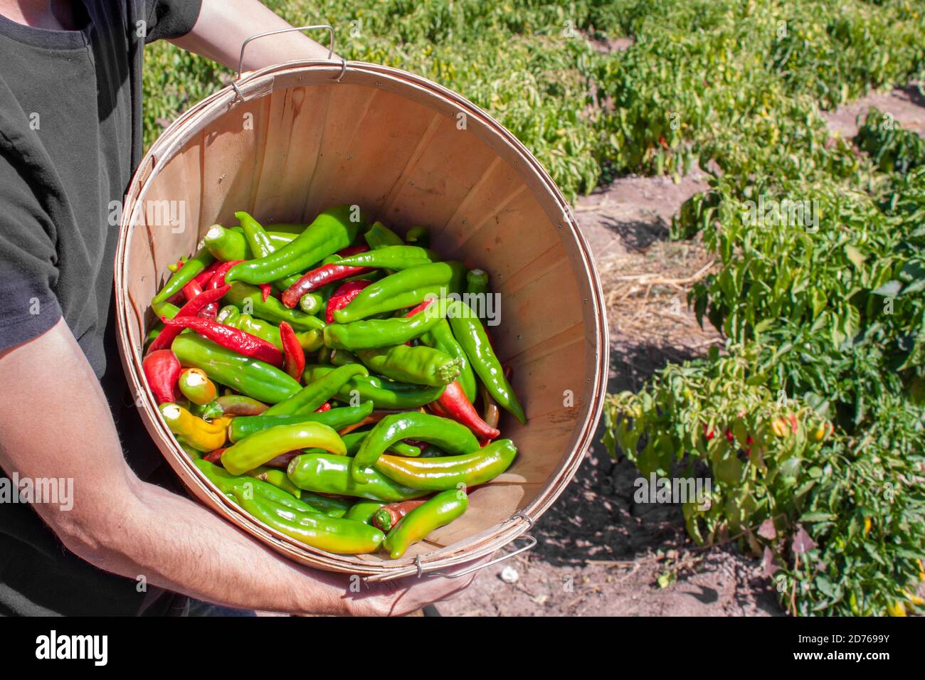 Hatch valley chile hires stock photography and images Alamy