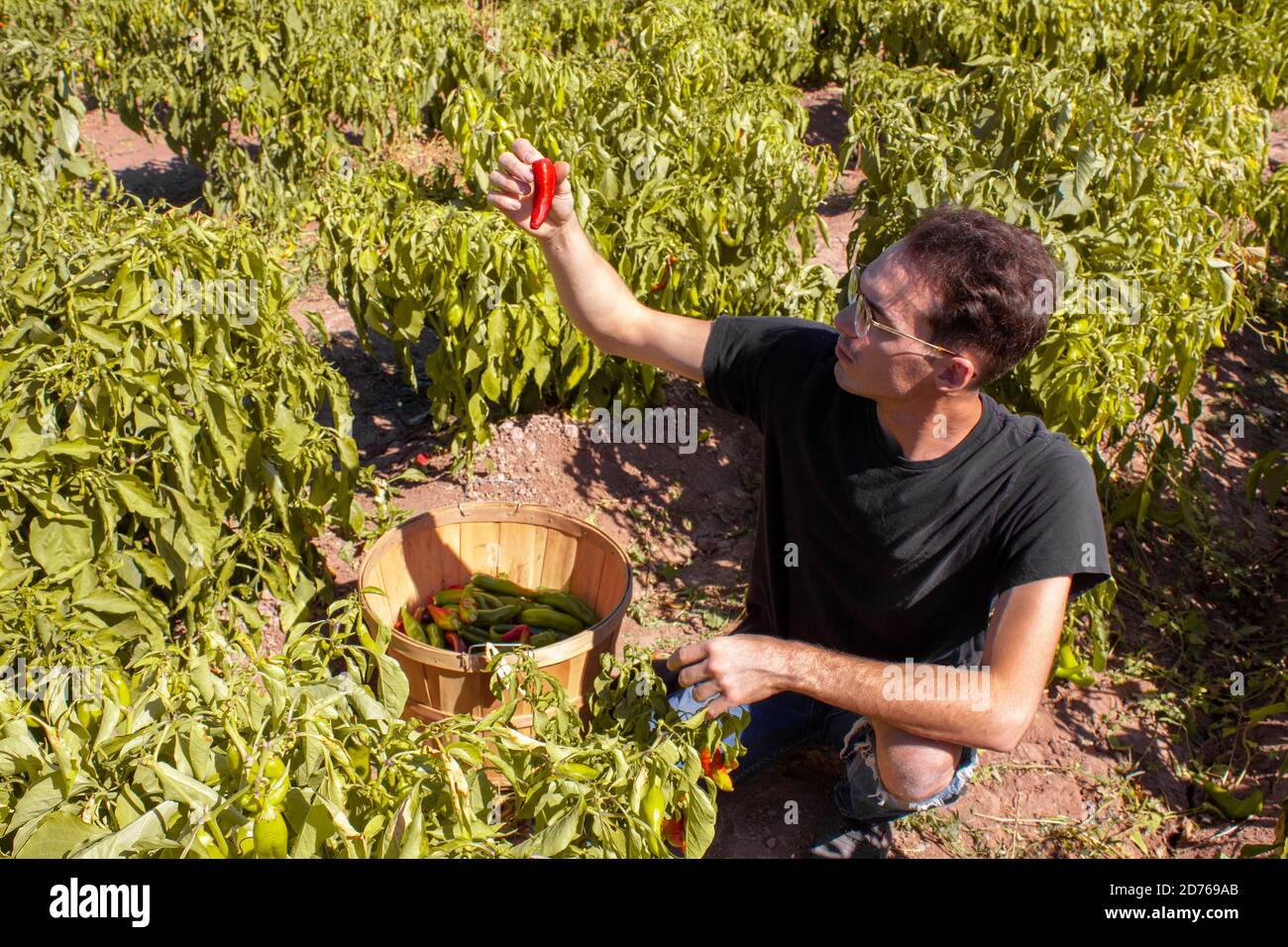 Farmer examines a red chile pepper in New Mexico harvest as he puts the Hatch Valley green chile pepper into crop basket, sitting in a field of chili Stock Photo