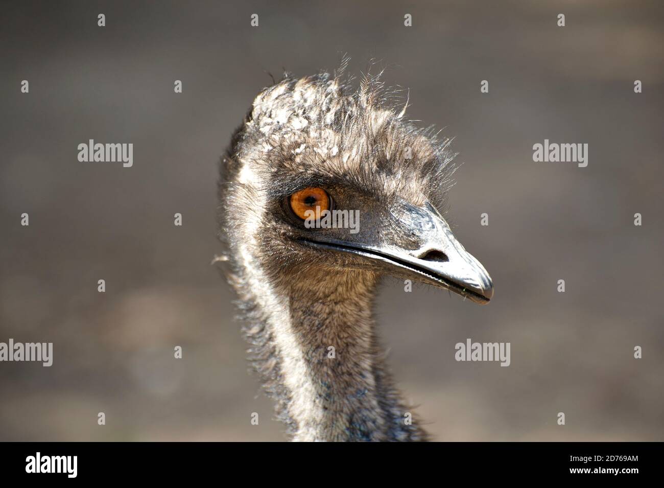 Emus are naturally curious and will often come close to check you out - this one liked what she saw and smiled at me! Stock Photo