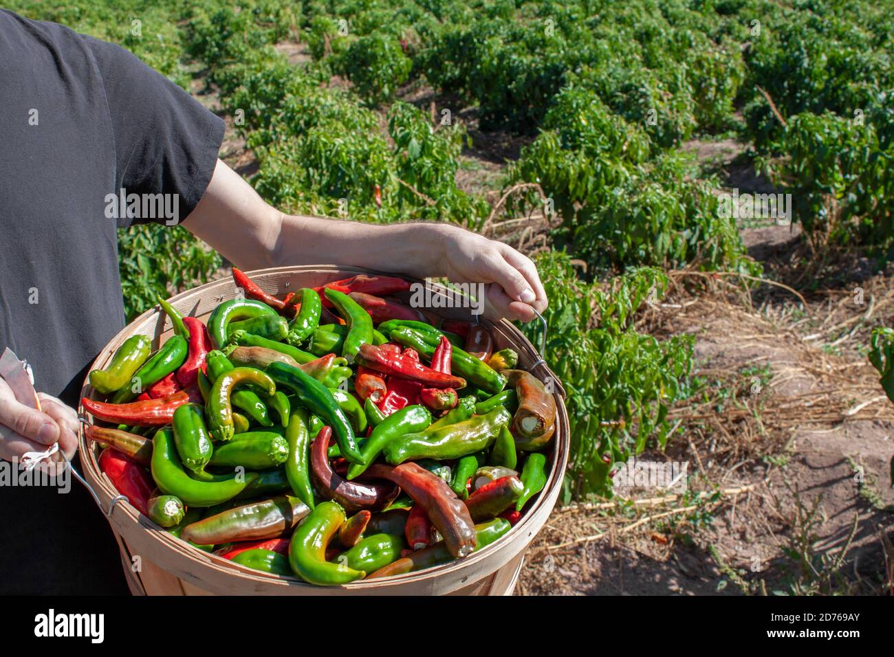 New mexico hatch chiles hires stock photography and images Alamy
