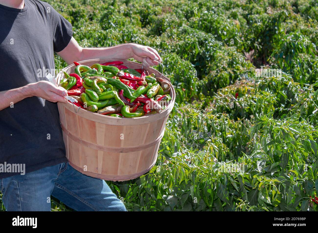 Man holds up bucket of fresh red and green hatch chile in Albuquerque, New Mexico, USA during the harvest of the chiles Stock Photo