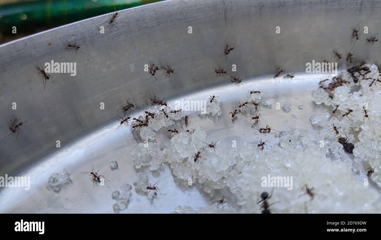 cube sugar in cup cake mold surrounded with ants Stock Photo - Alamy