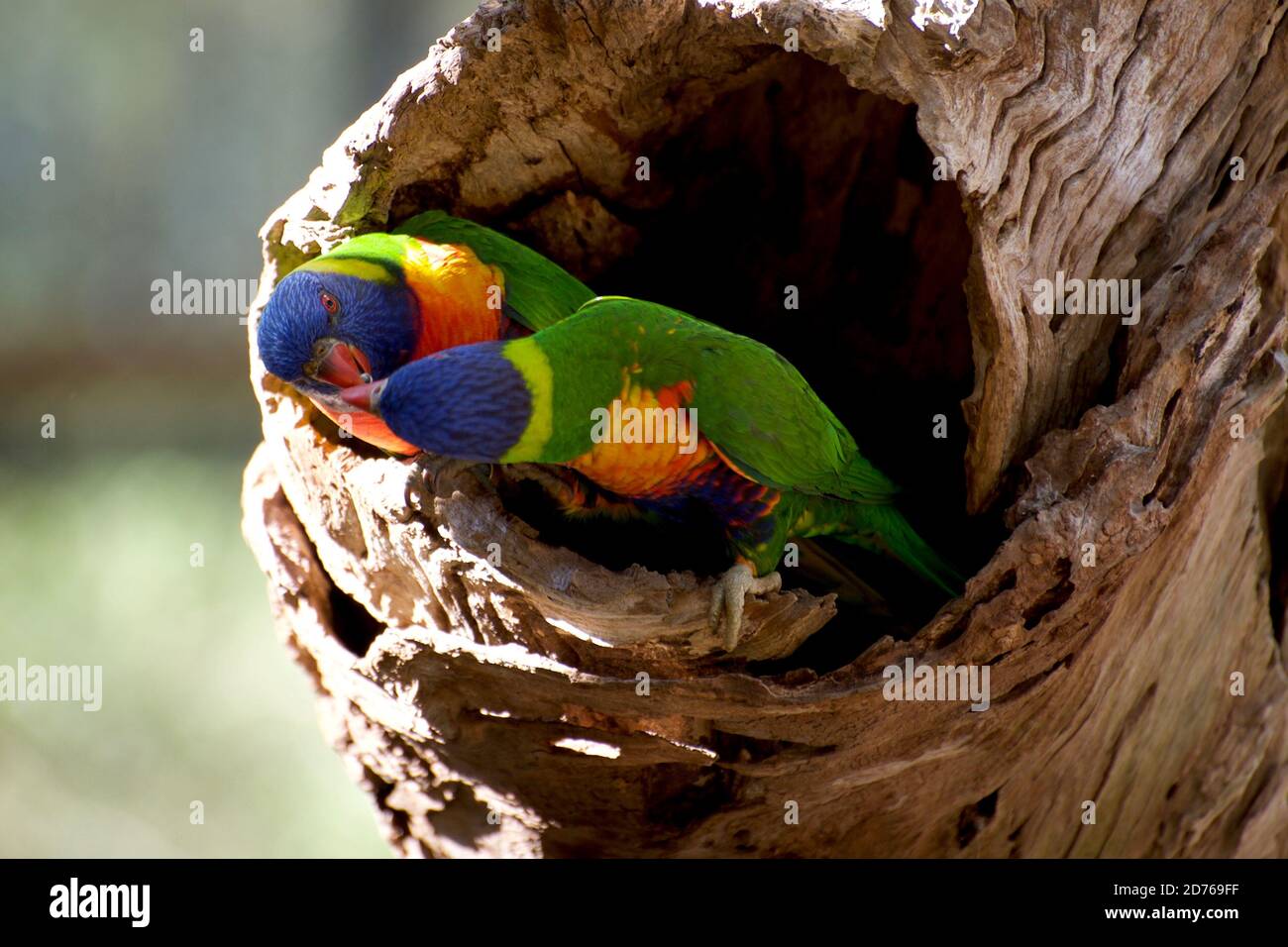 A pair of Rainbow Lorikeets are sitting in their nest hole - fighting over a seed. In the Land Of Parrots at Healesville Sanctuary in Victoria, Aus. Stock Photo