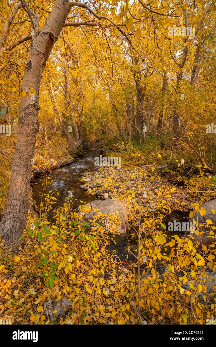 Fall Color Mono County California Stock Photo - Alamy