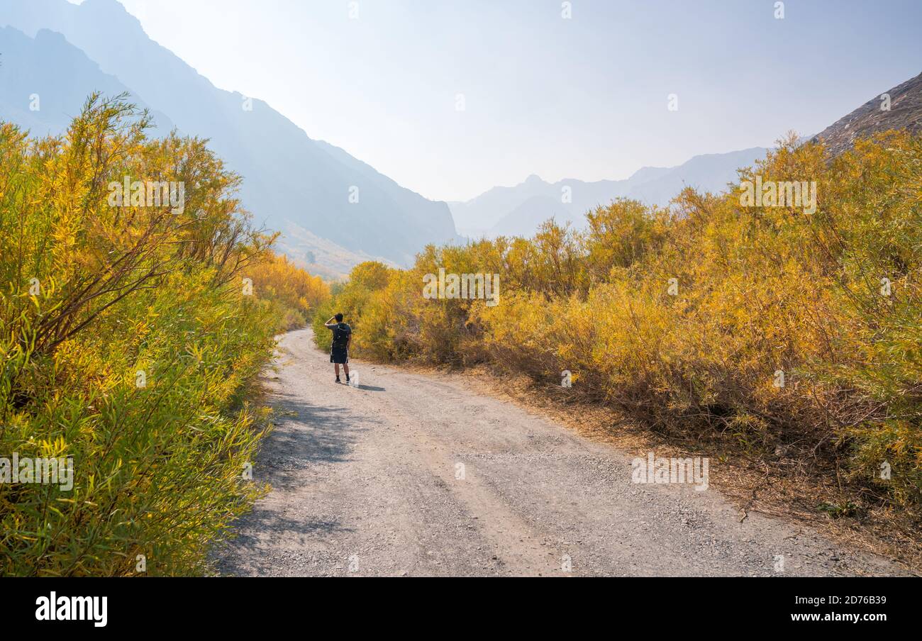 Fall Color Mono County California Stock Photo