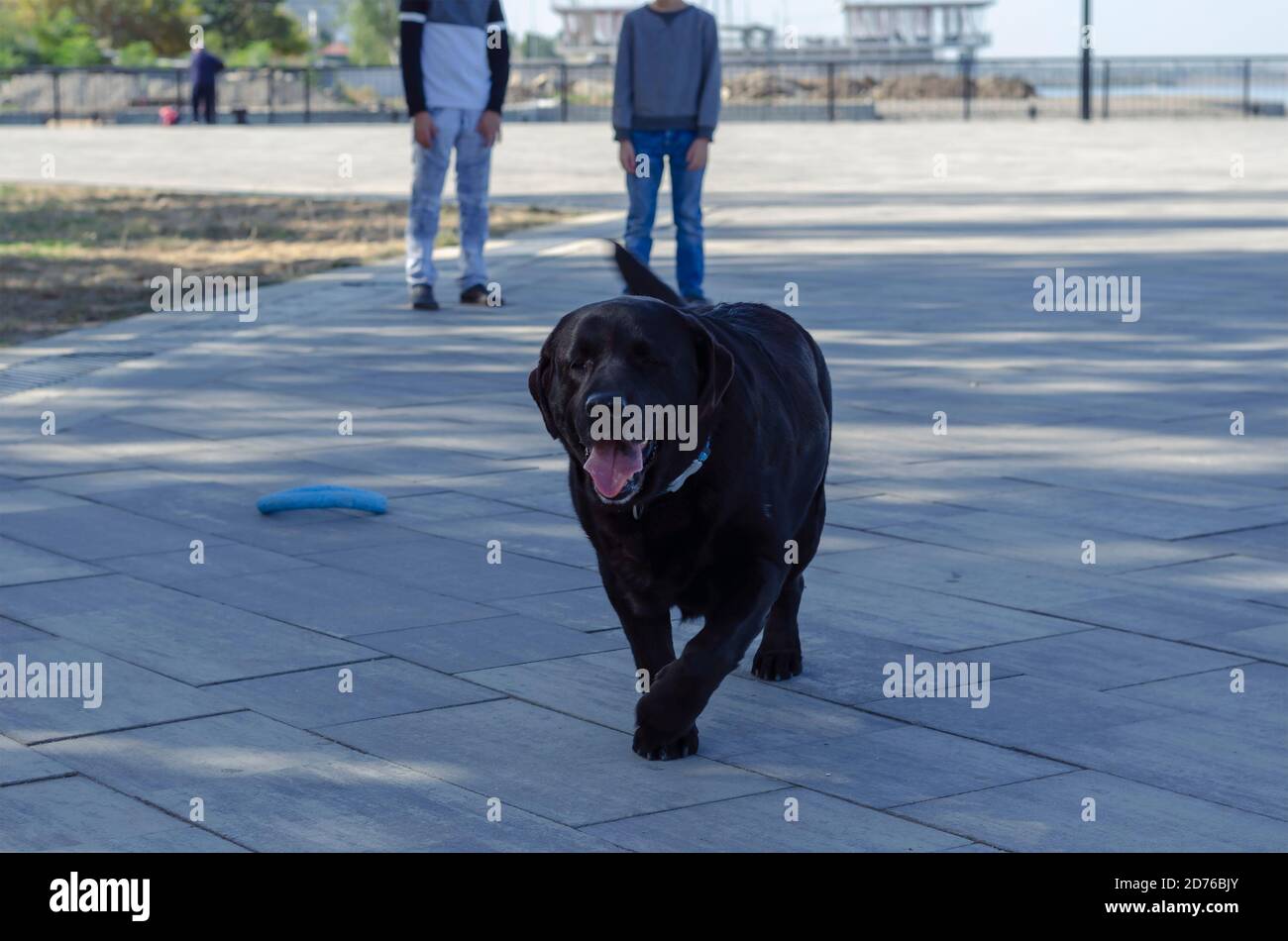 Two boys walk their dog along the city embankment. Two brothers and