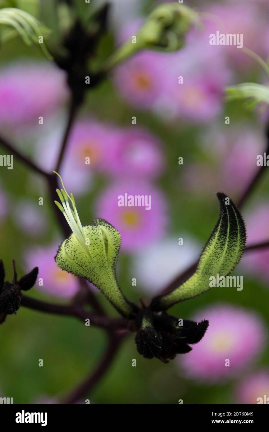 Black kangaroo paw. Stock Photo