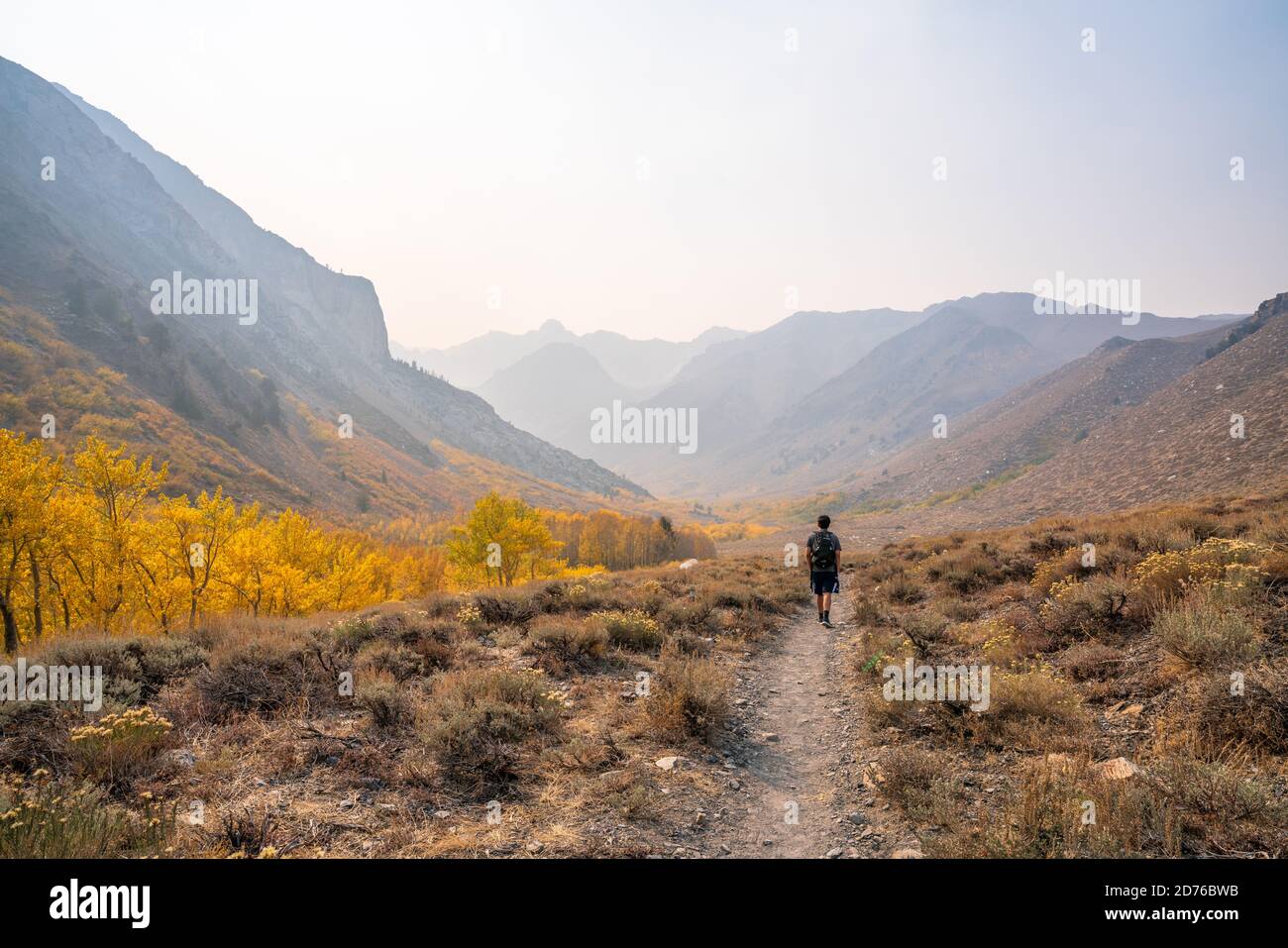 Fall Color Mono County California Stock Photo