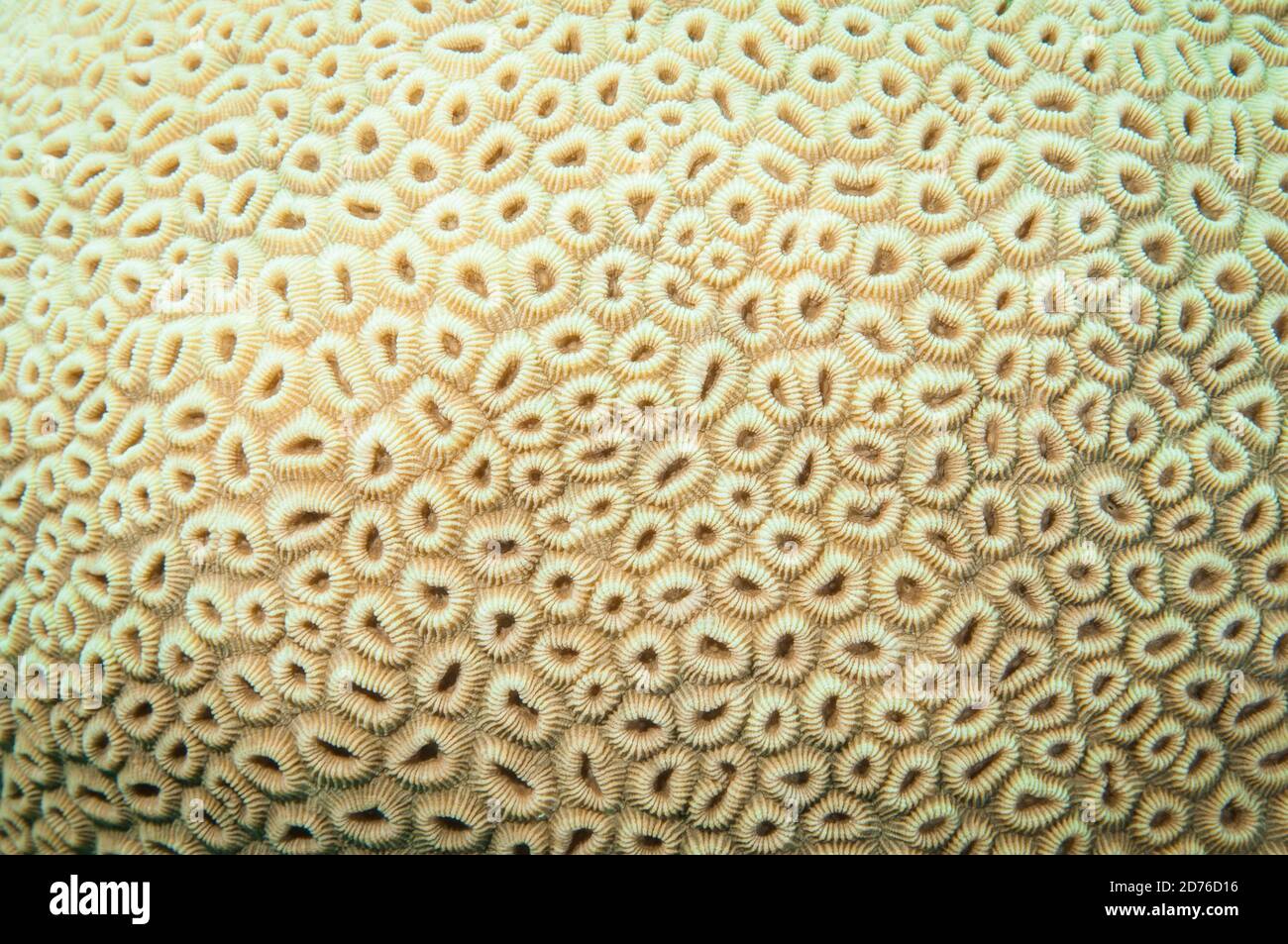 coral texture of brain coral taken on a coral reef Stock Photo Alamy