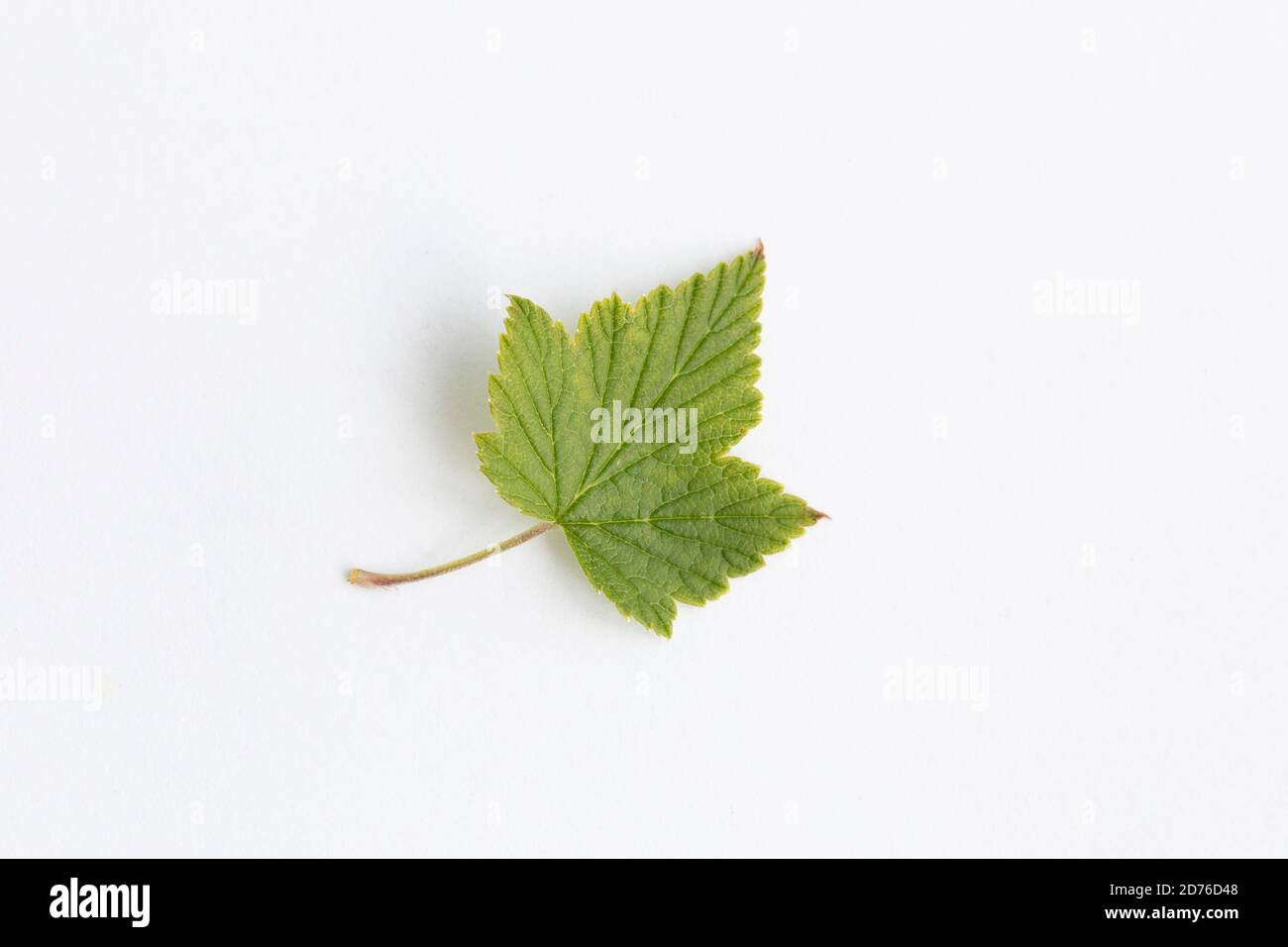Ribes nigrum, blackcurrant leaves on white background Stock Photo
