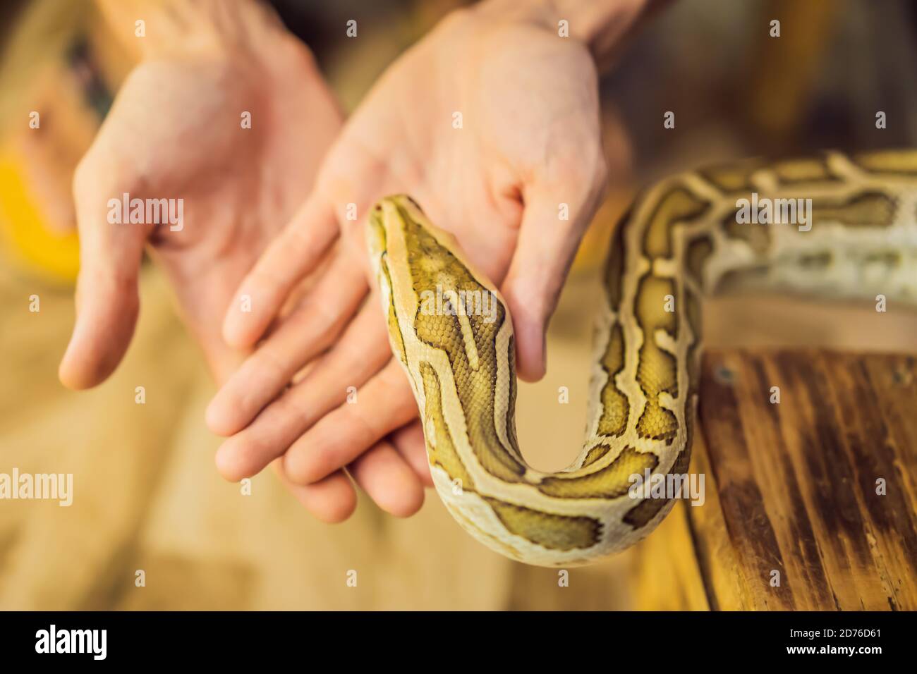 Smiling boy holding python in his hands Stock Photo - Alamy