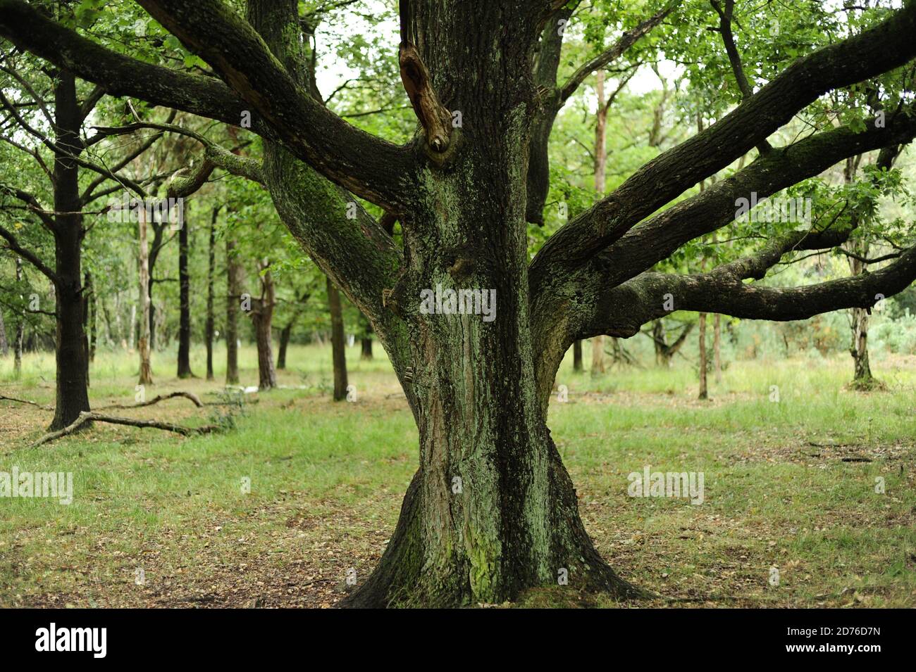 Dark Tree Color Dark colored tree branches hi-res stock photography and images - Alamy