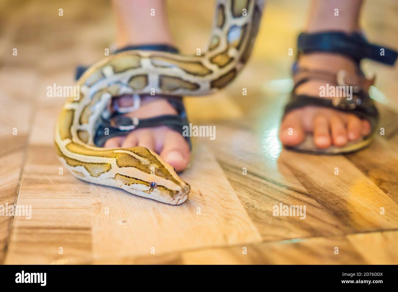 Smiling boy holding python in his hands Stock Photo - Alamy