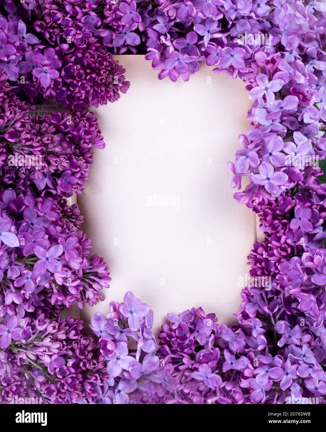 Floral border of Beautiful purple lilac flowers on a white background.  Macro photo of lilac spring flowers. Floral background Stock Photo - Alamy