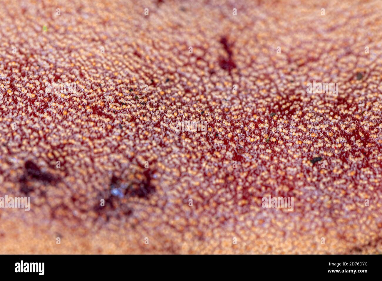 close up from ground level of some fungus Stock Photo - Alamy