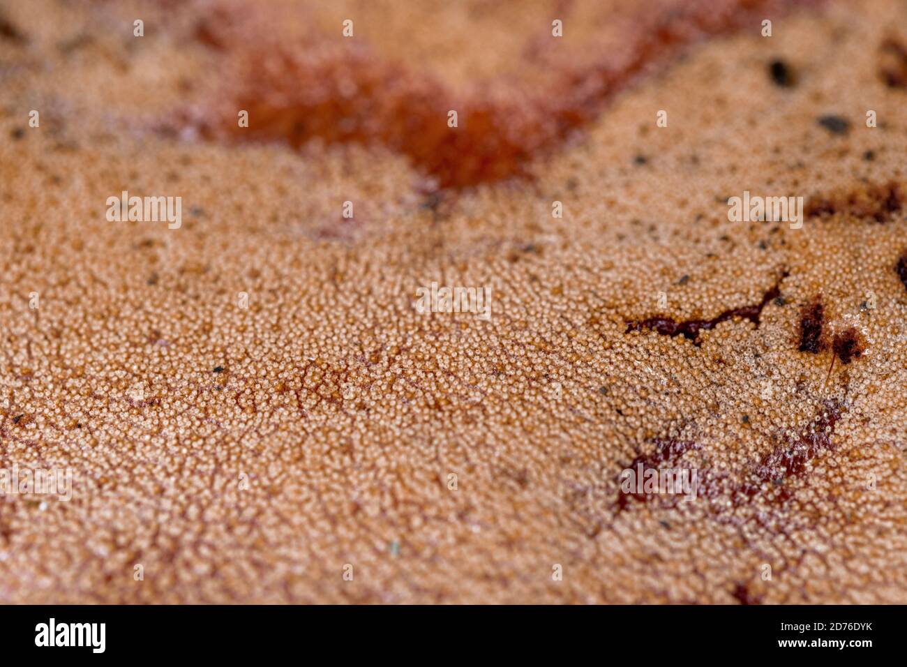 close up from ground level of some fungus Stock Photo - Alamy