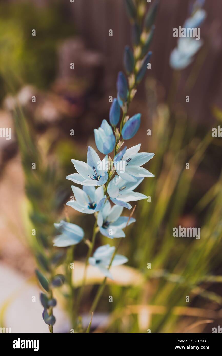 Close Up Of Ixia African Corn Lillies Plant With Blue Flowers Outdoor In Sunny Backyard Shot At Shallow Depth Of Field Stock Photo Alamy
