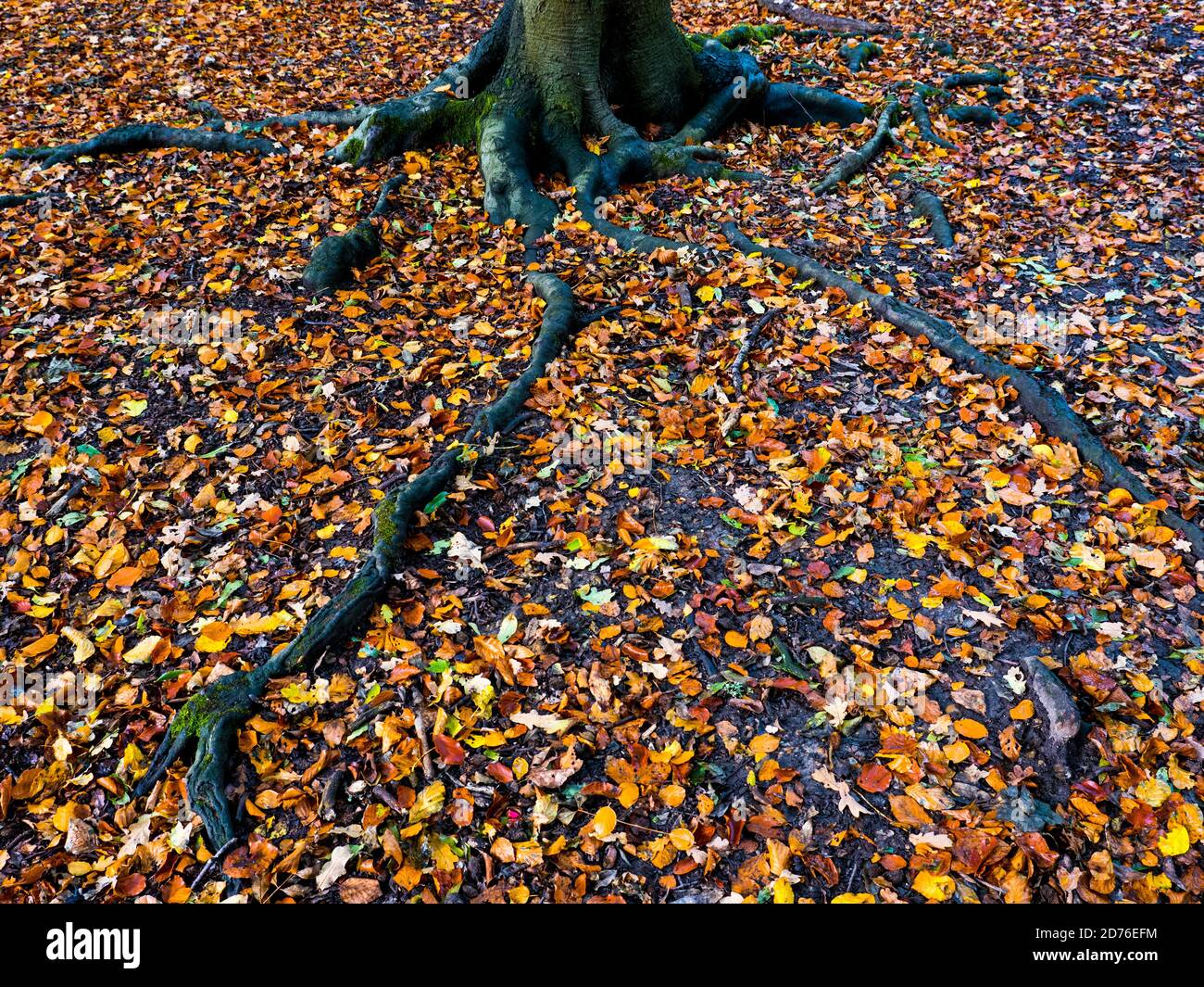 Red Leaves and Tree Roots, Autumn Woodland, Landscape, Clayfield Copse, Emma Green, Caversham, Reading, Berkshire, England, UK, GB. Stock Photo