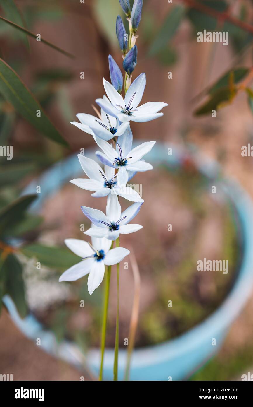 Close Up Of Ixia African Corn Lillies Plant With Blue Flowers Outdoor In Sunny Backyard Shot At Shallow Depth Of Field Stock Photo Alamy