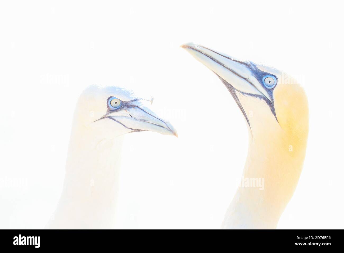 Portrait of pair of Northern Gannet, Sula bassana, Two birds love in soft light, animal love behaviour Stock Photo
