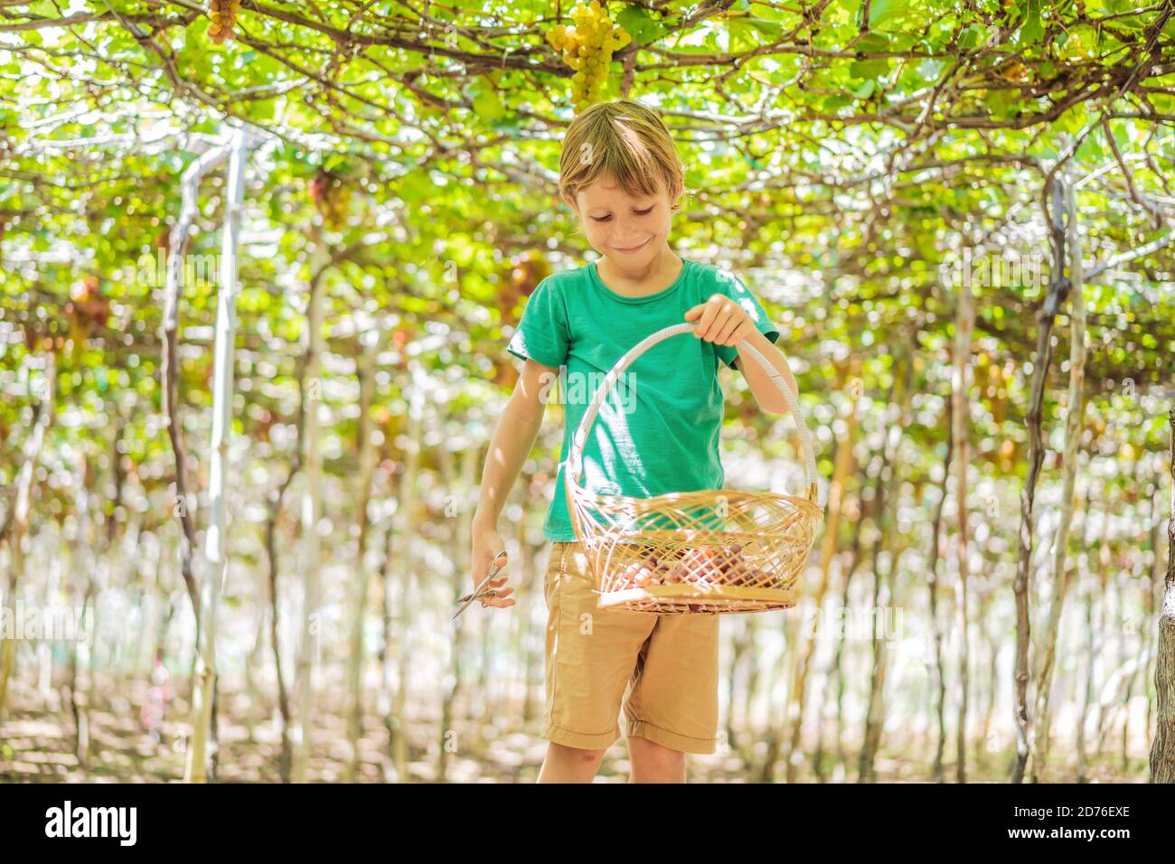 Child taking grapes from vine in autumn. Little boy in vineyard. Fight picking grapes Stock