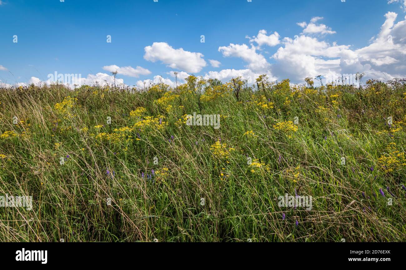 Purple wildflowers hi-res stock photography and images - Alamy