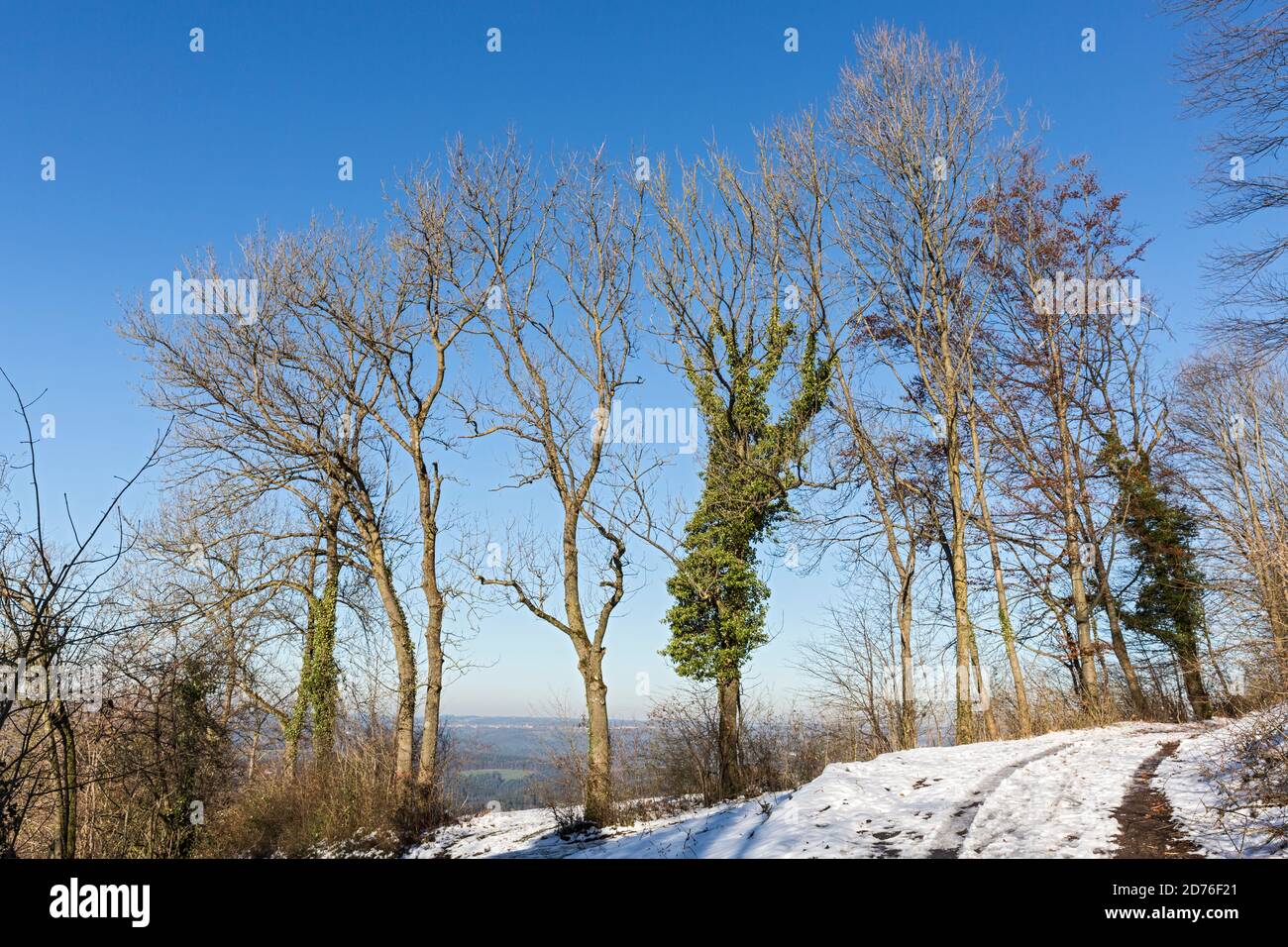 Stauferland, Landschaft, Schnee, Fahrweg, Baumreihe Stock Photo