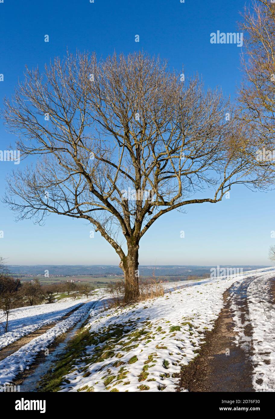 Stauferland, Landschaft, Schnee, Fahrweg, Baum Stock Photo