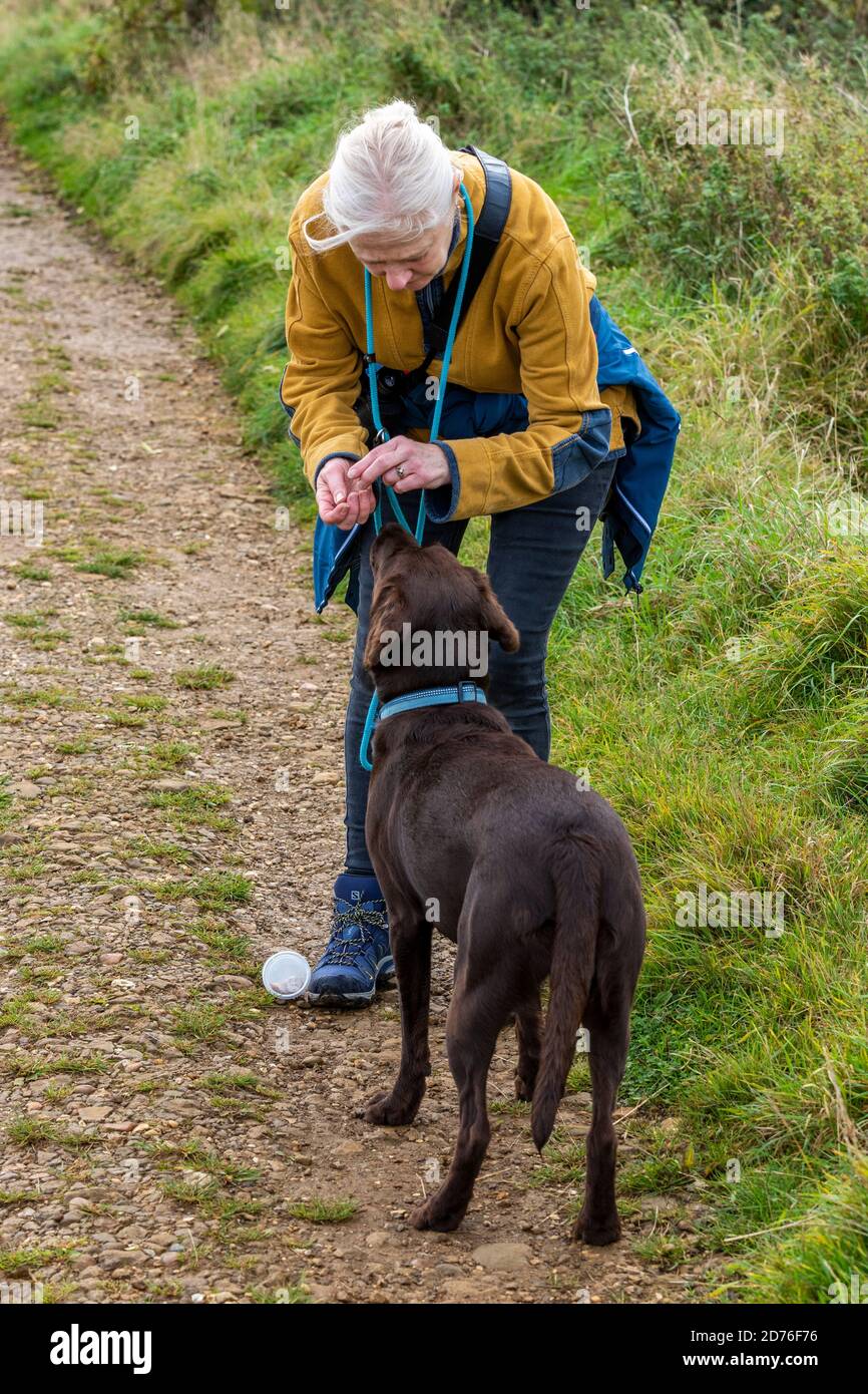 woman walking dog and rewarding during dog training exercise at classes Stock Photo