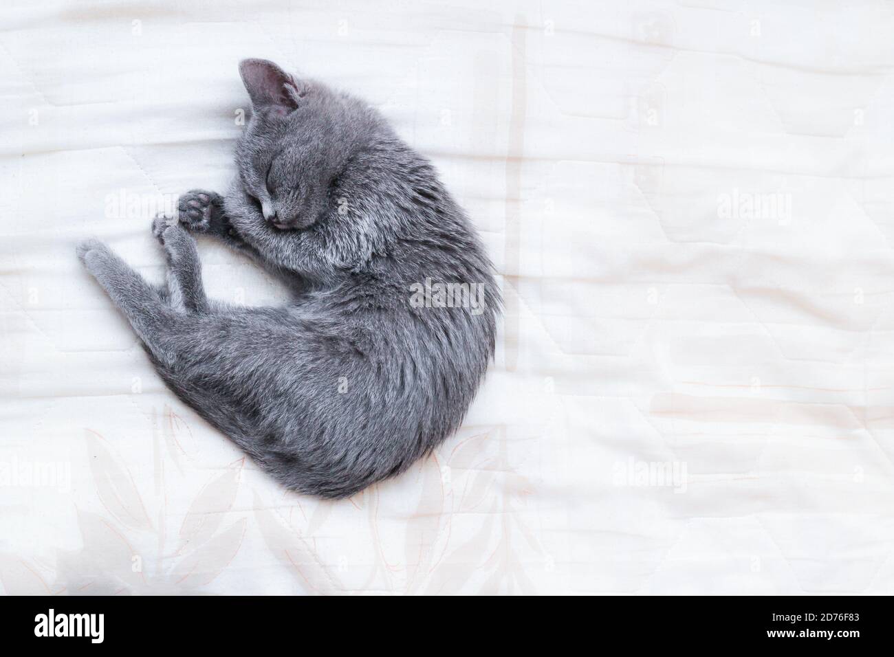 Russian Blue cat sleeping curled up Stock Photo