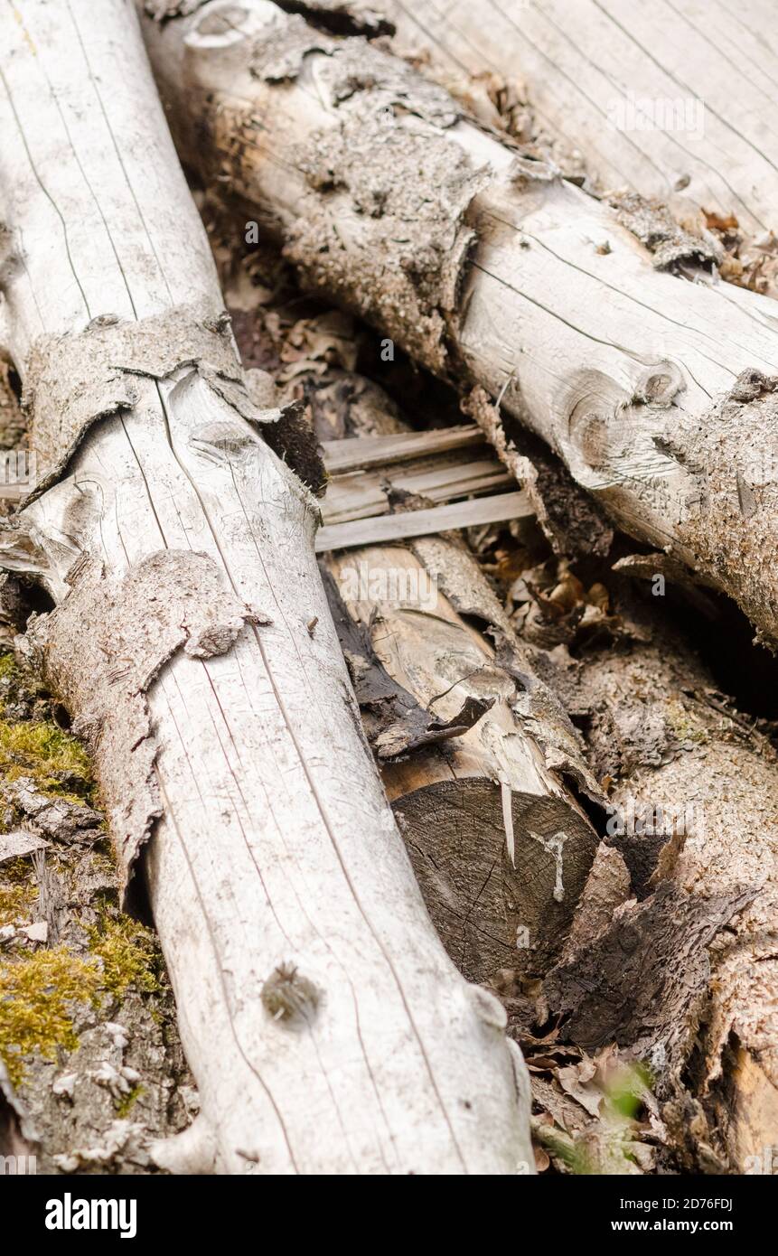 Felled trees in the forest, fire wood material, lumber industry