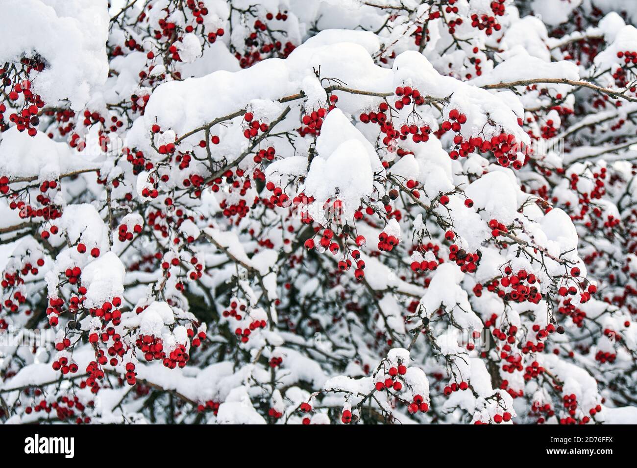 The mature red berries of rowan covered with snow Stock Photo - Alamy