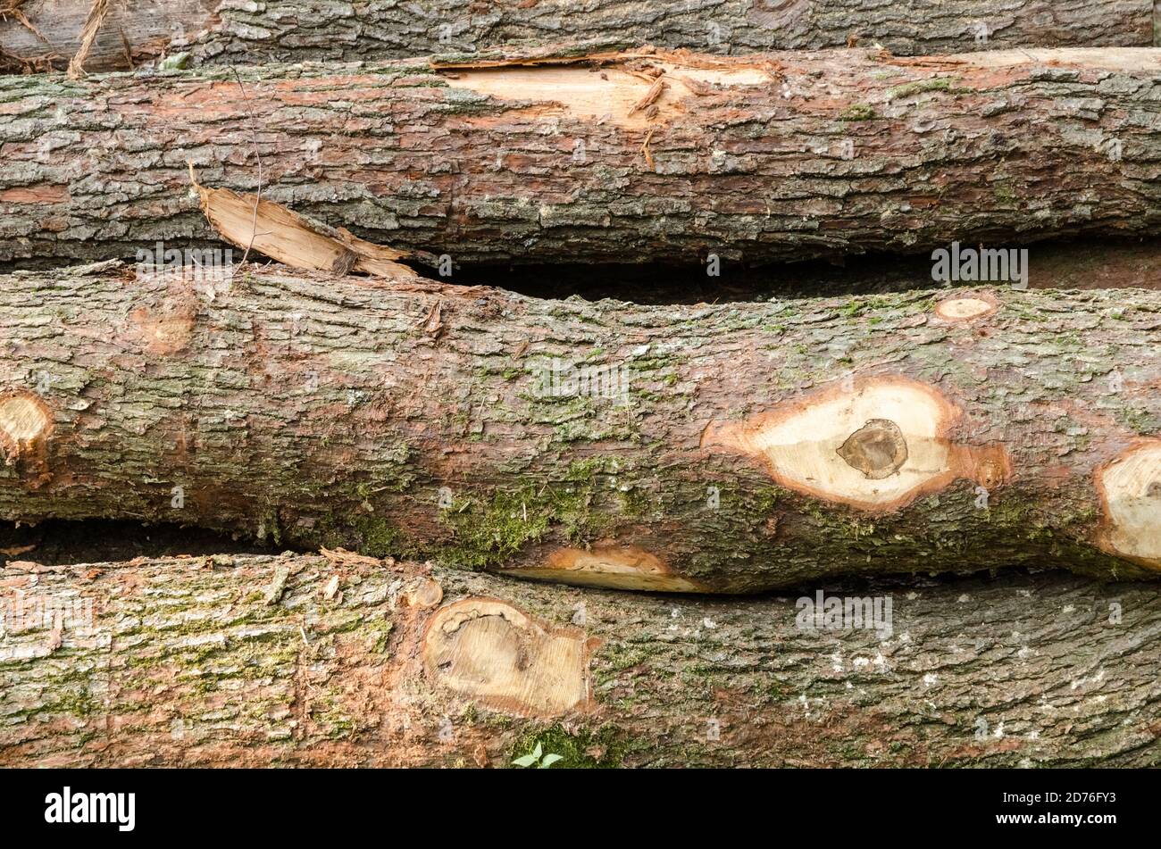 Felled trees in the forest, fire wood material, lumber industry