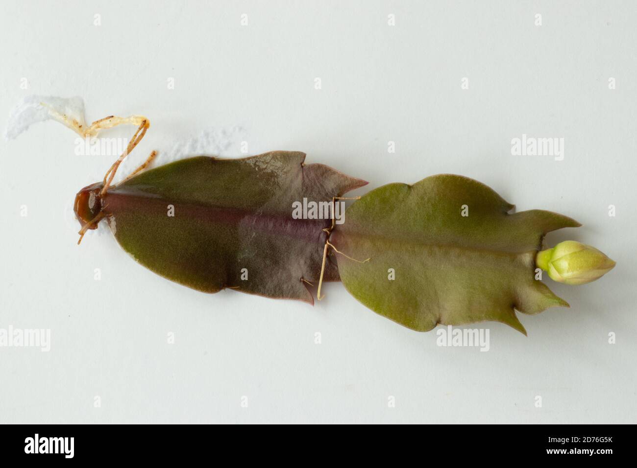 Growing succulents at home, succulent leaf with new roots and little plant growing Stock Photo