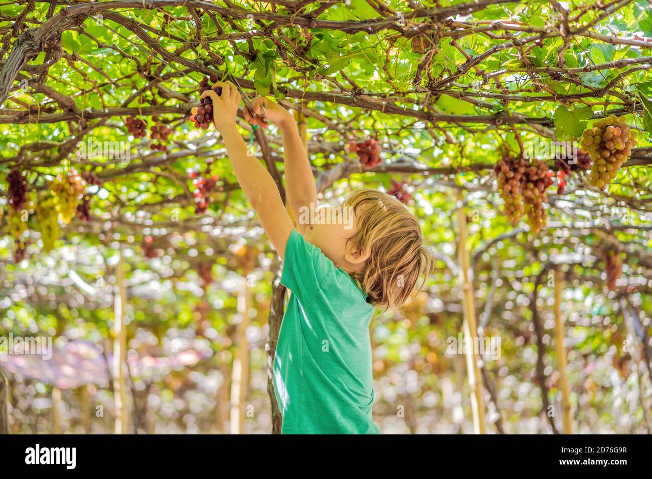 Child taking grapes from vine in autumn. Little boy in vineyard. Fight picking grapes Stock