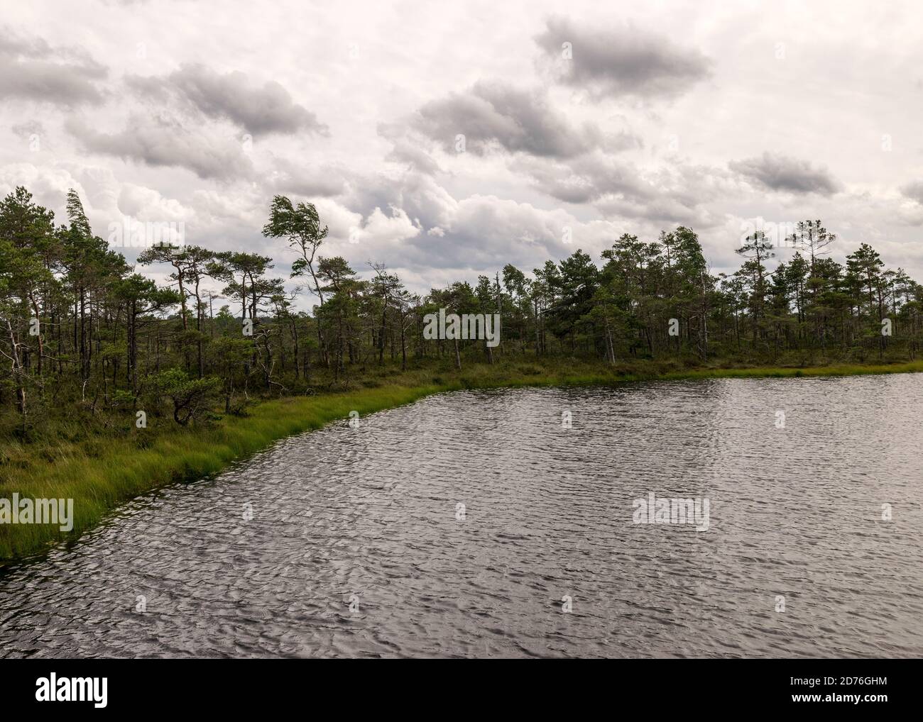 windy summer landscape from swamp lake, wind and turbulence of lake