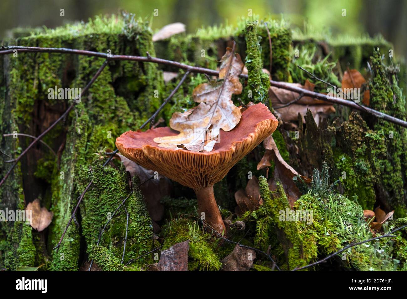 Lactarius rufus, edible mushroom in autumn forest. Rufous milkcap or red hot milk cap. Edible red-brown fungi in forest, surrounded by green moss Stock Photo