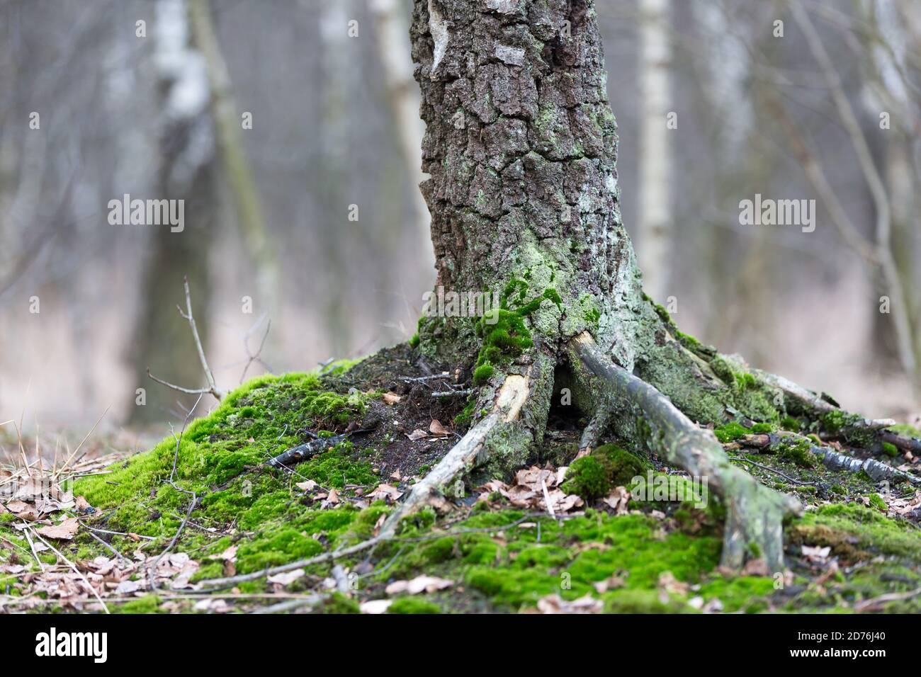 Birch tree root hires stock photography and images Alamy