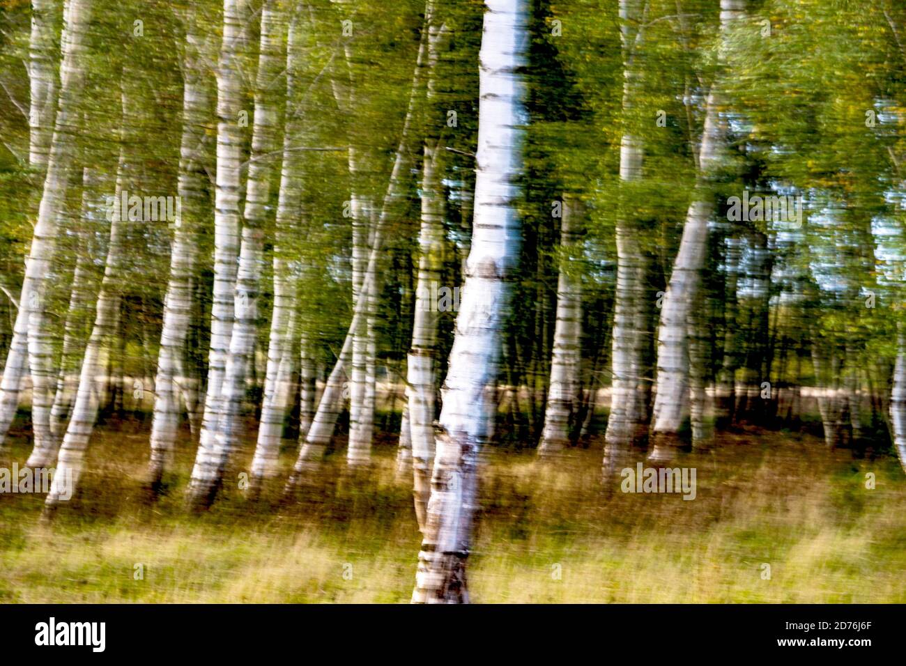 Landscape with beautiful white birch trees in Germany Stock Photo