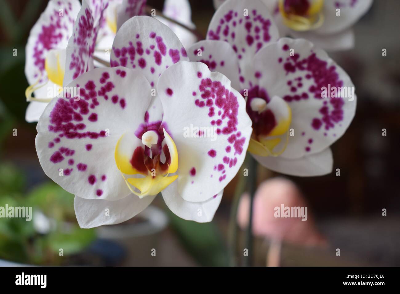 white orchid with pink dots Stock Photo